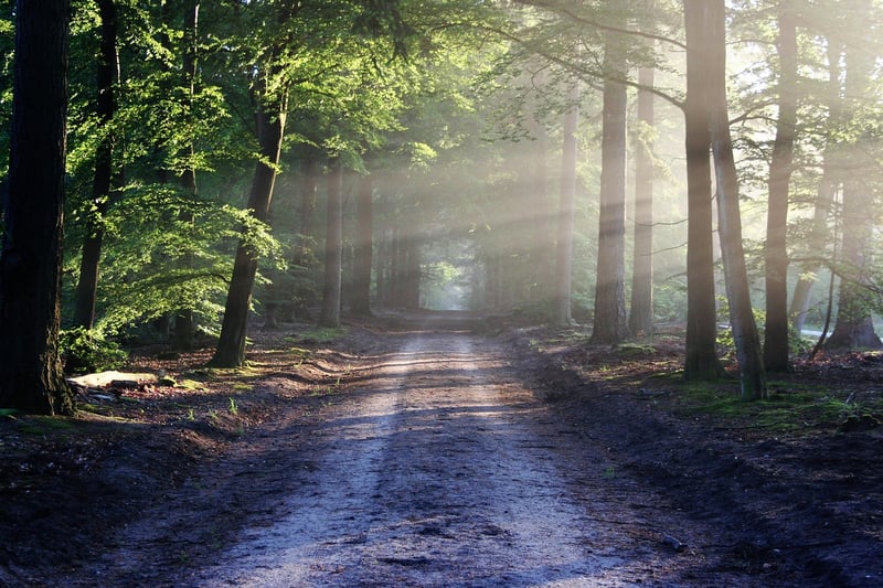 Forest Walking Trail